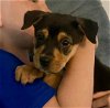 adoptable Dog in escondido, CA named Sassy