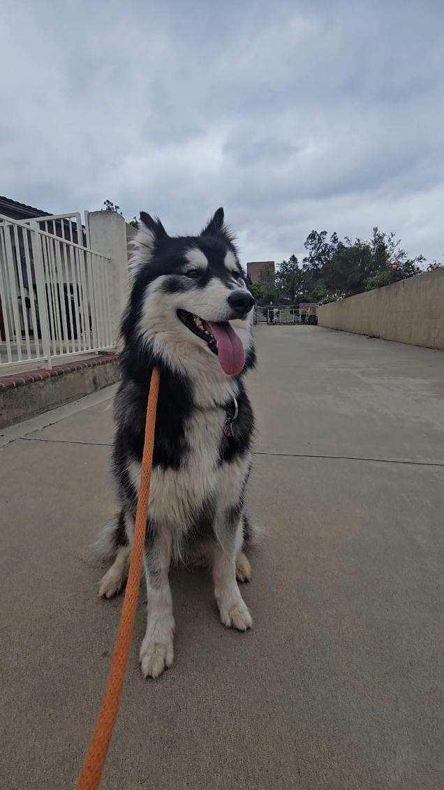 Ember - Siberian Husky