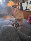 Bailey