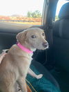 Bailey