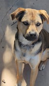 Sierra - Photo 6
