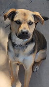 Sierra - Photo 4