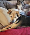 Sierra - Photo 3