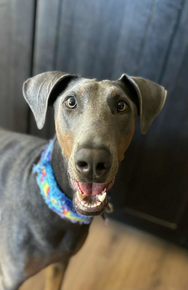 Doggo