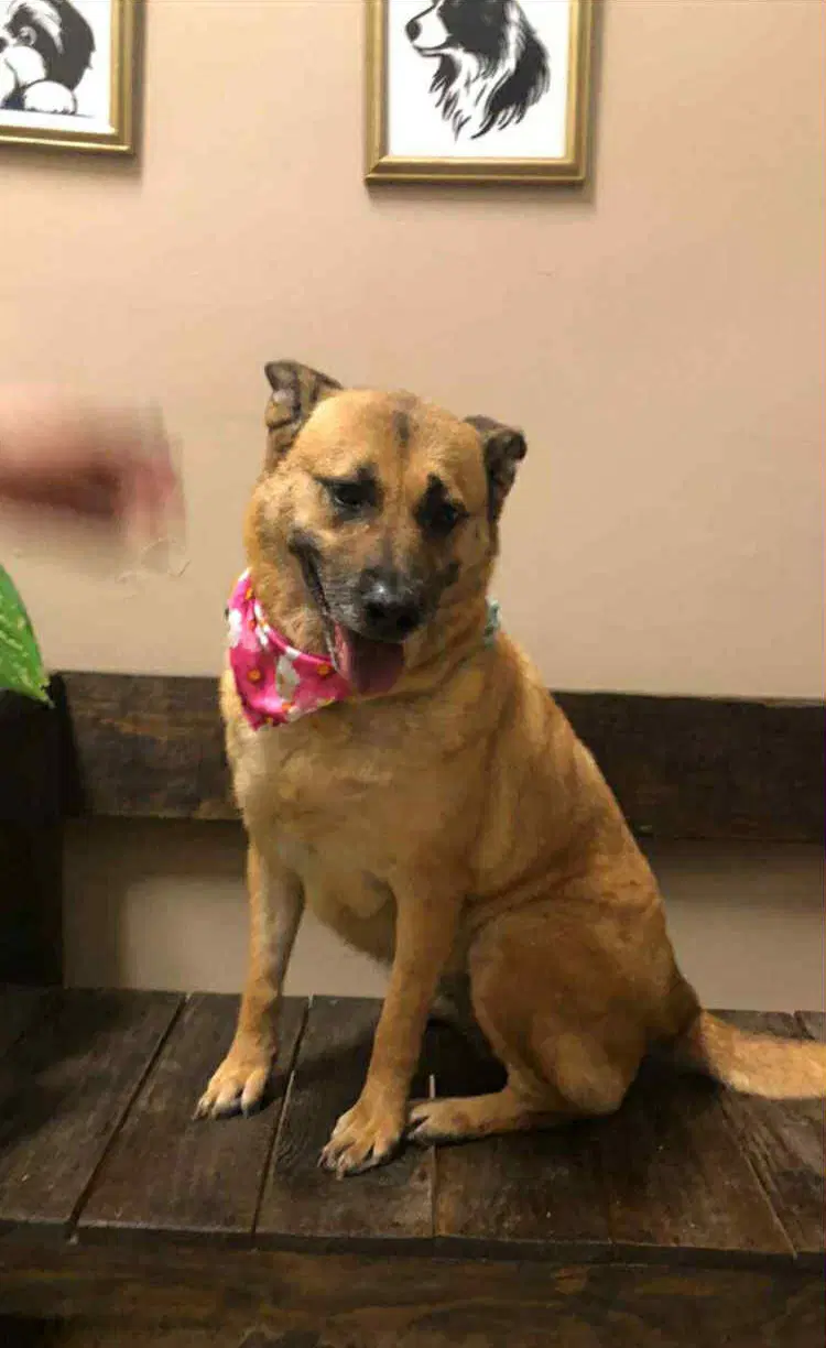 Sophie - Shepherd