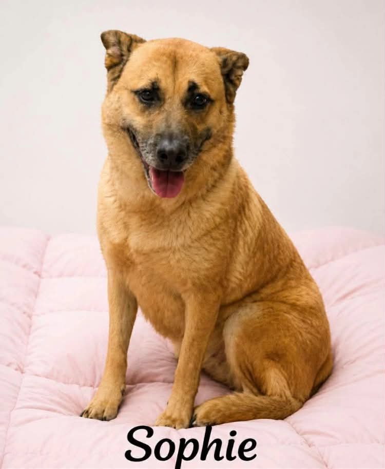 Sophie Image