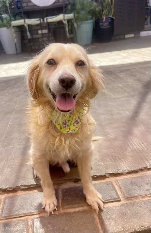 Kodi