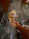 Kodi