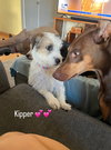 Kipper