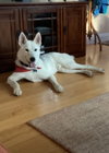 Jake - Photo 2