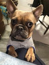 Bebe