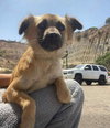 Sadie