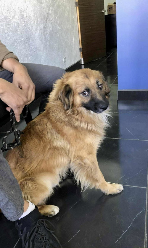 picture of the dog needing adoption