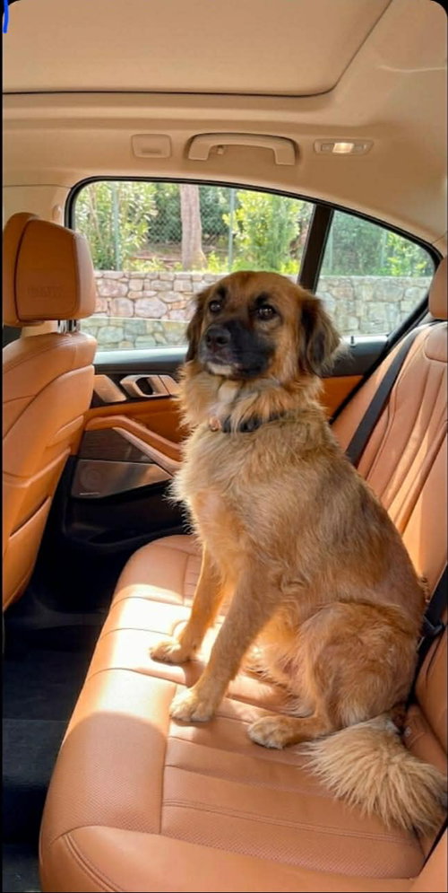 King, an adoptable Collie in Escondido, CA