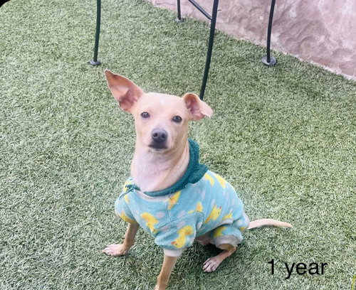 picture of the dog needing adoption