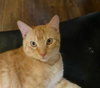 Romeo
