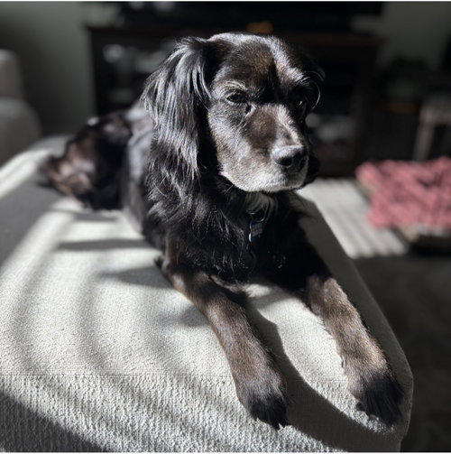 Gracie