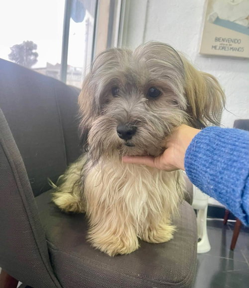 picture of the dog needing adoption