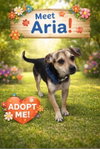Aria Love