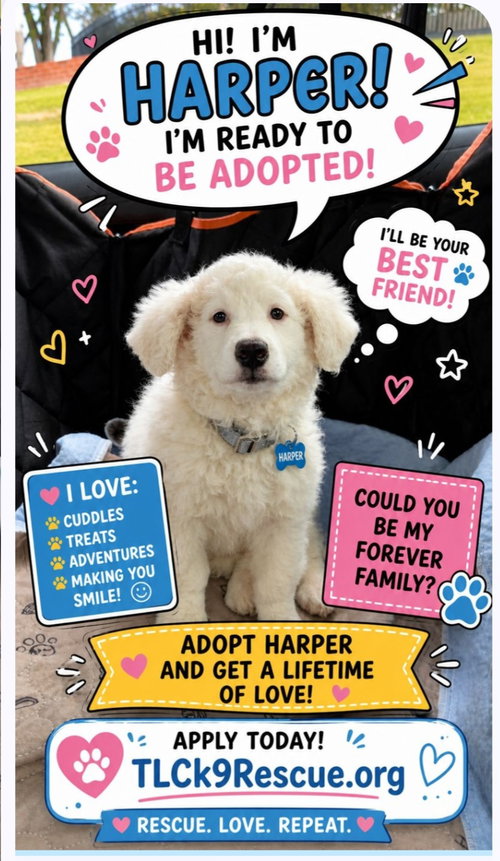 Harper, an adoptable Poodle in Escondido, CA