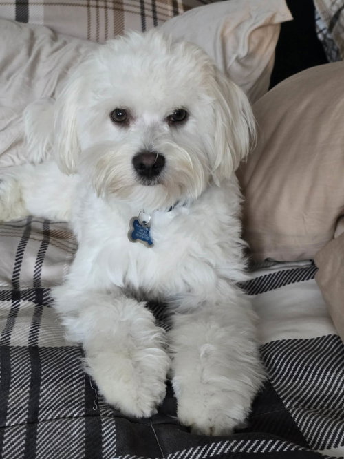 Noodles, an adoptable Maltese in Escondido, CA