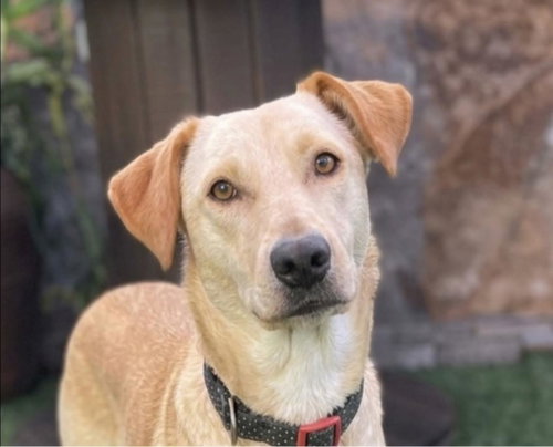 Suni, an adoptable Golden Retriever in Escondido, CA
