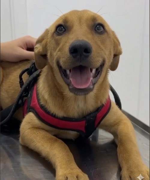 Matt, an adoptable Labrador Retriever in Escondido, CA