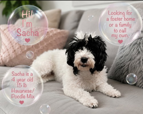 Sacha