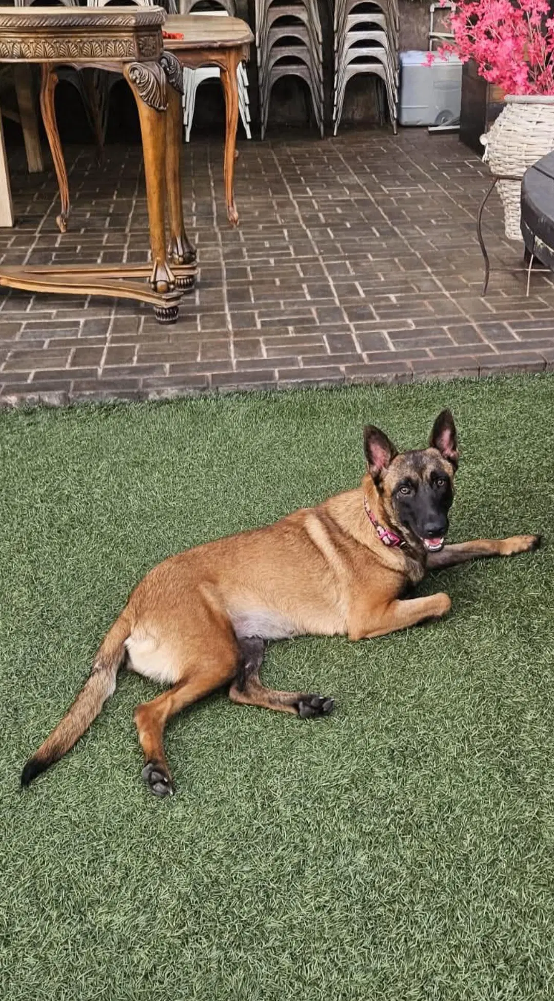 Sheba - Belgian Shepherd Malinois
