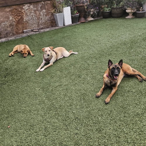 Sheba photo 7