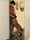 Sheba