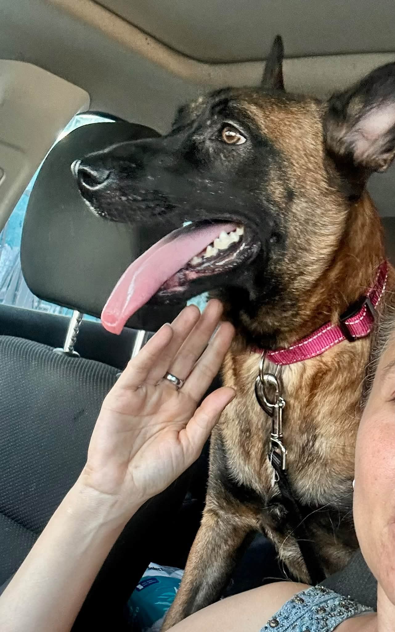 Sheba, photo 22