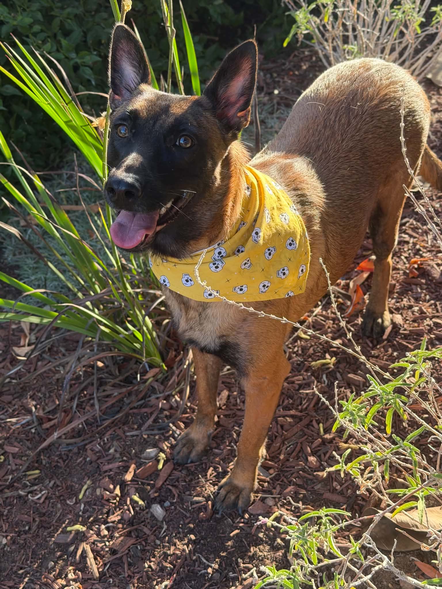 Sheba, photo 4