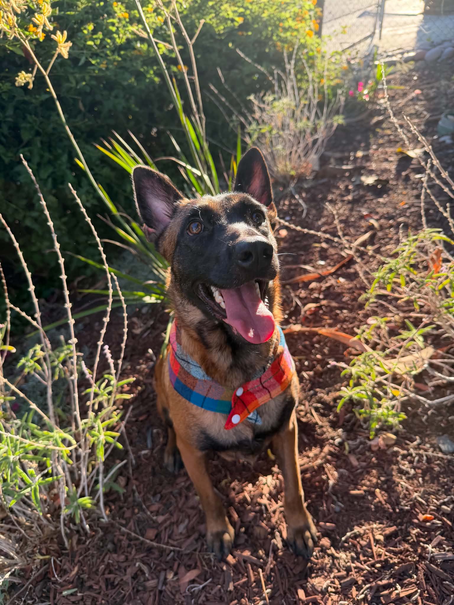 Sheba, photo 8
