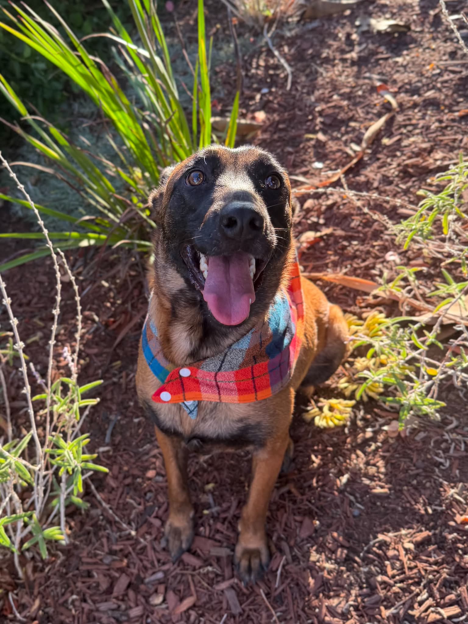 Sheba, photo 6
