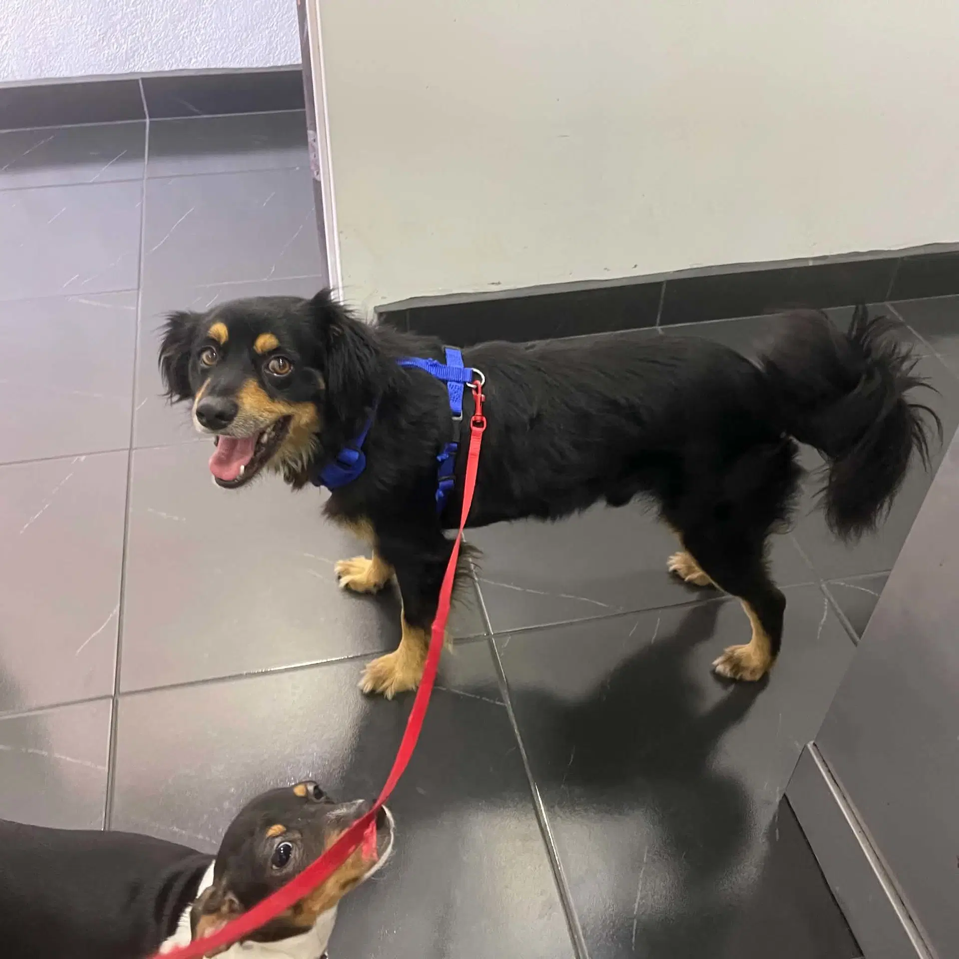 Rocky - Cocker Spaniel