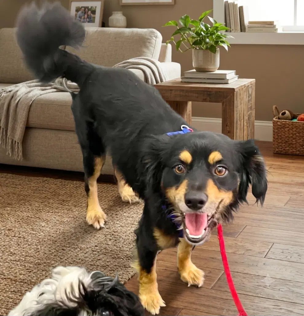 Rocky - Cocker Spaniel