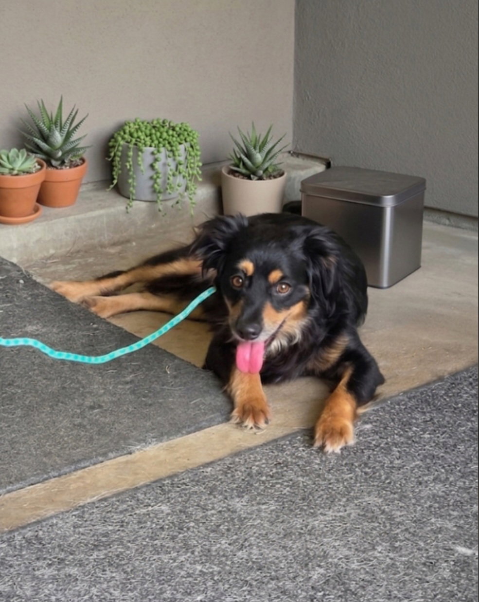 Rocky, photo 8