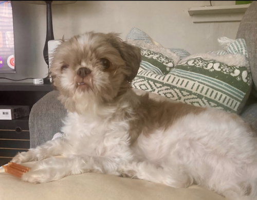 Daisy