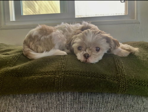 Daisy photo 2