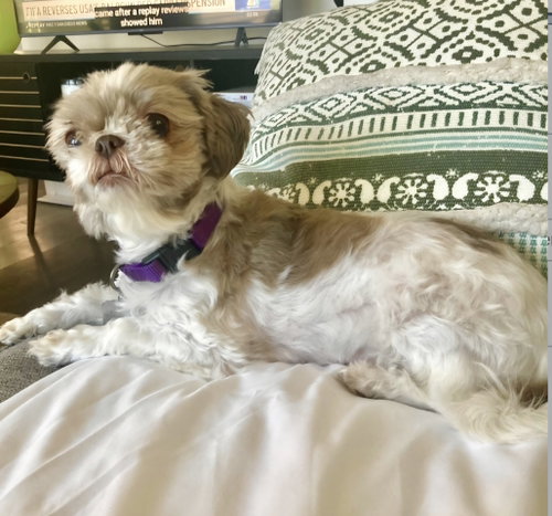 Daisy photo 4