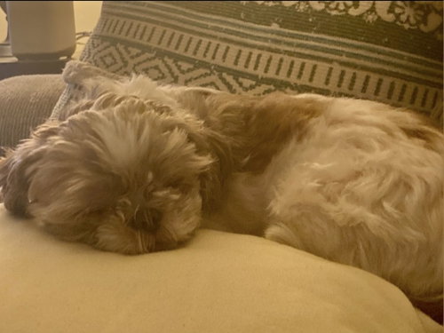 Daisy photo 5