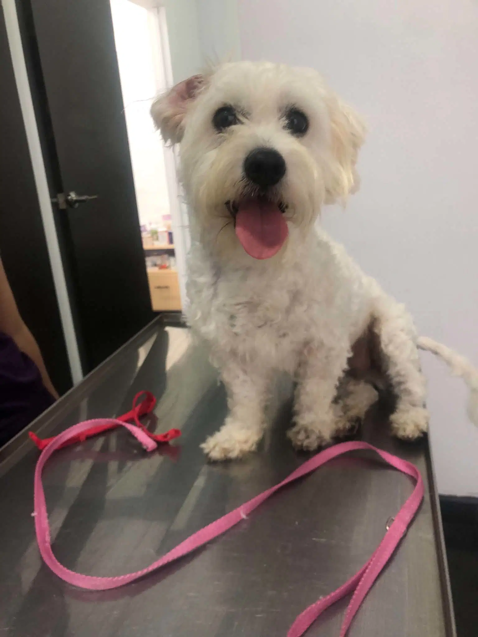 Pippin - Maltese
