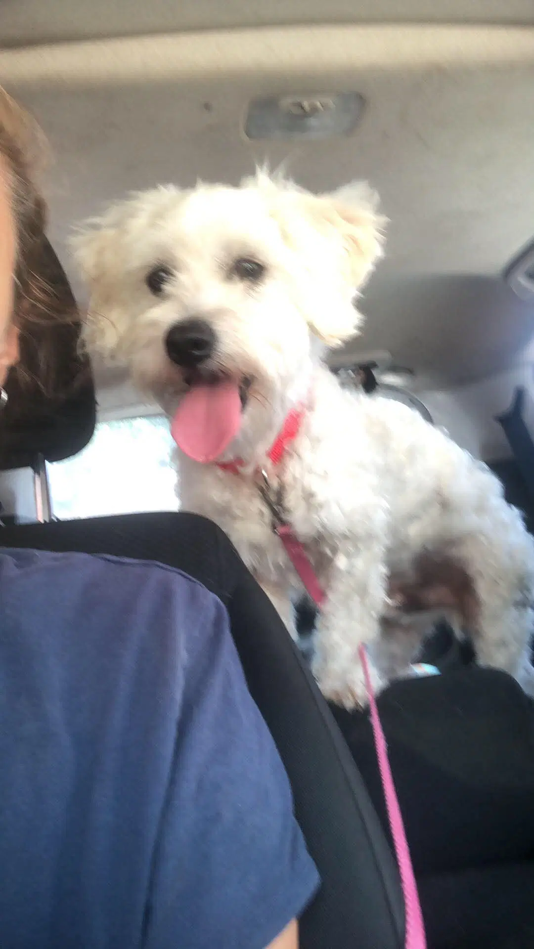Pippin image 2