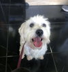 Pippin