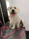 Pippin