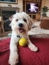 Pippin