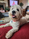 Pippin