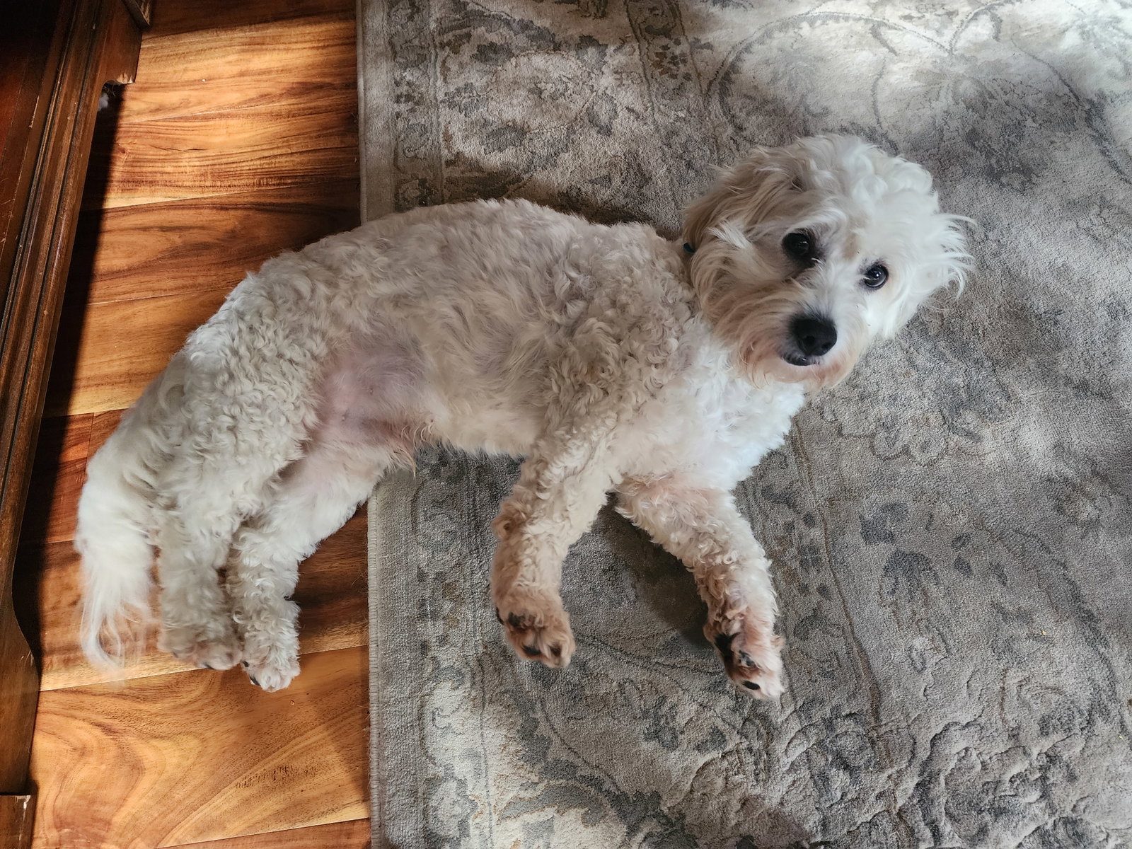 Pippin, photo 11