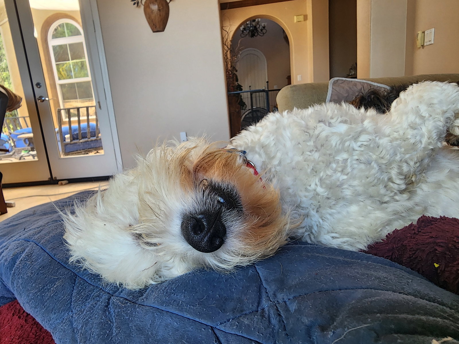Pippin, photo 12